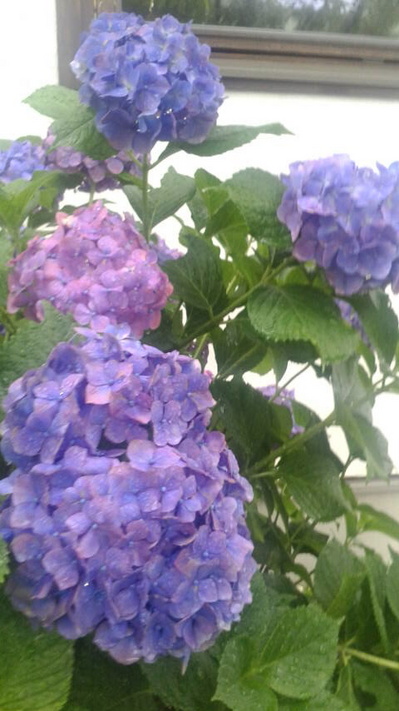 2016061317390001.jpg